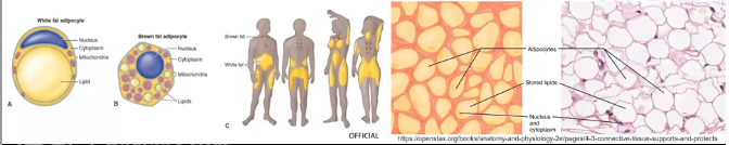 <p>White adipose tissue (WAT)</p><p>Brown adipose tissue (BAT)</p>