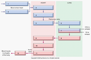 <p>11 (1-12)</p>