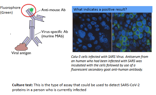 <p>Can be direct or indirect. Uses fluorescently labeled antibodies to find and see specific proteins or antigens inside cells or tissues under a special microscope. Direct = antibody with fluorophore binds directly with viral antigen. Indirect = secondary antibody with fluorophore binds to another antibody that is bound to the viral antigen.</p>