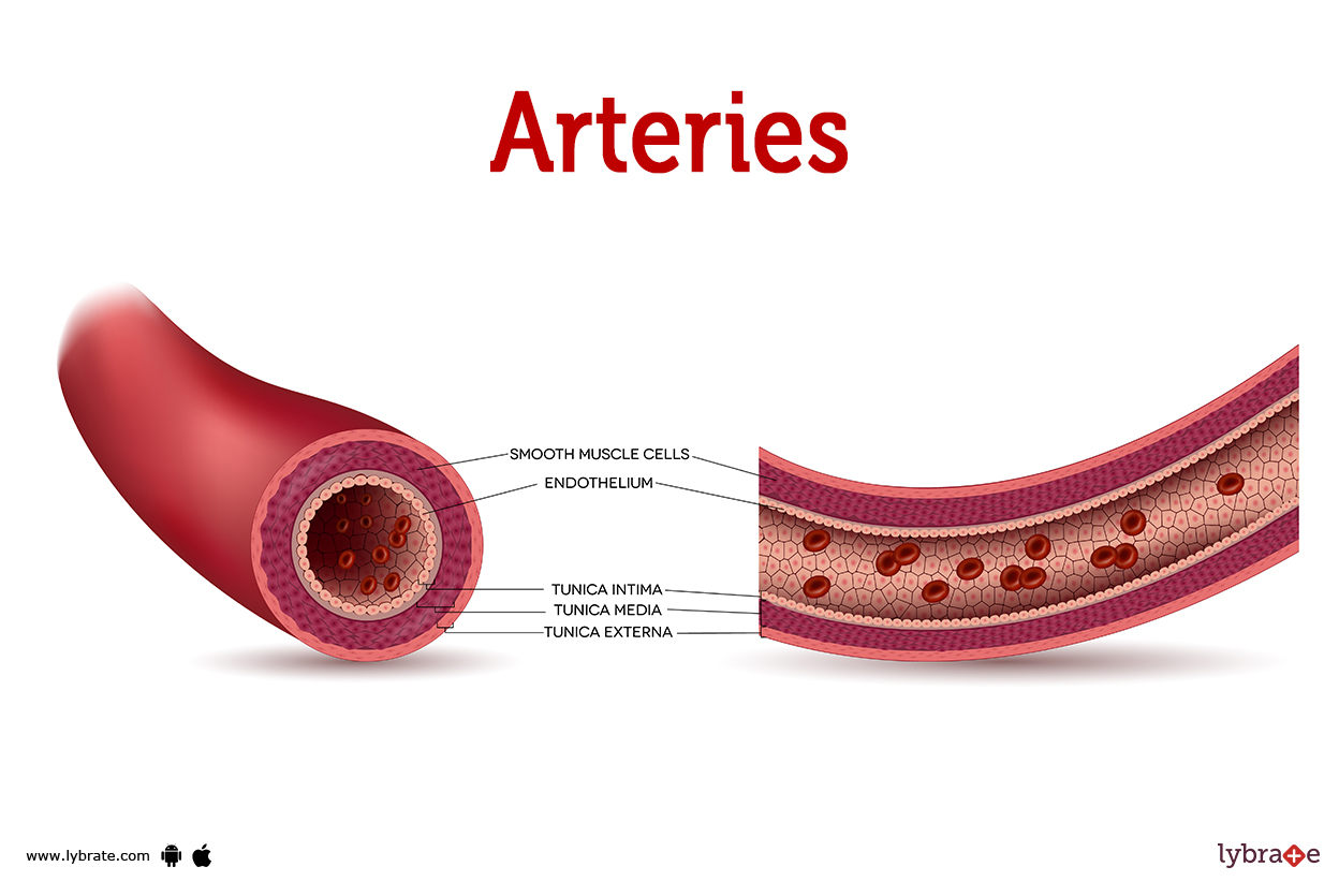 <p><span style="color: blue;">WHAT ARE ARTERIES? (blue side)</span></p>