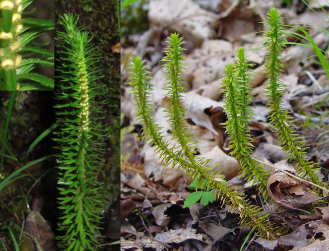 <p>Lycopodiaceae</p>