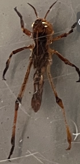 <p>What stage is this grasshopper at?</p>