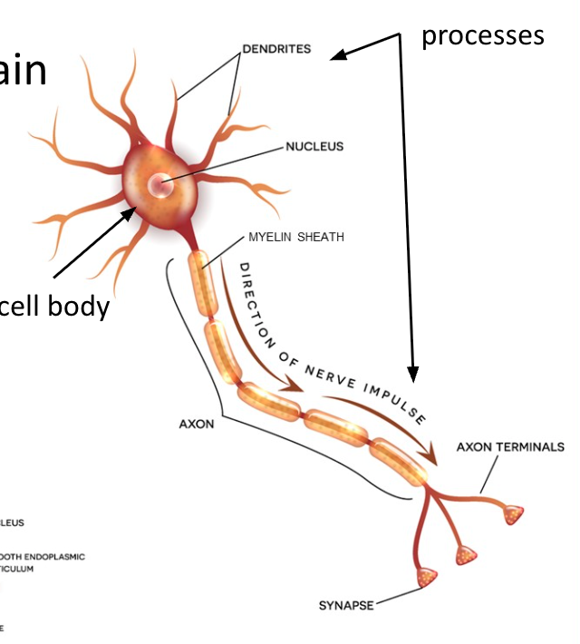 <ul><li><p>Neurons have different structures, but have a main <strong>cell body</strong> with <strong>processes</strong> extending outward</p></li><li><p>The cell body contains the <strong>nucleus, cytoplasm &amp; organelles</strong></p></li></ul><p></p>
