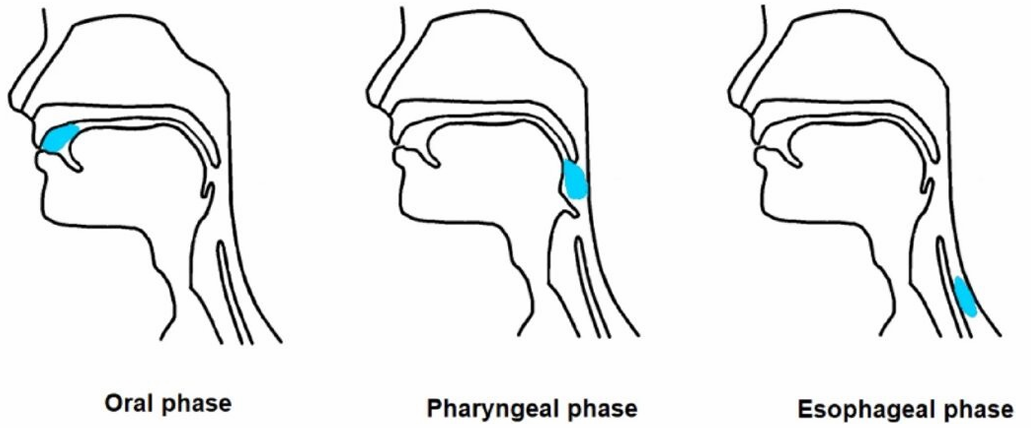 <p>Which step in swallowing can you stop?</p>