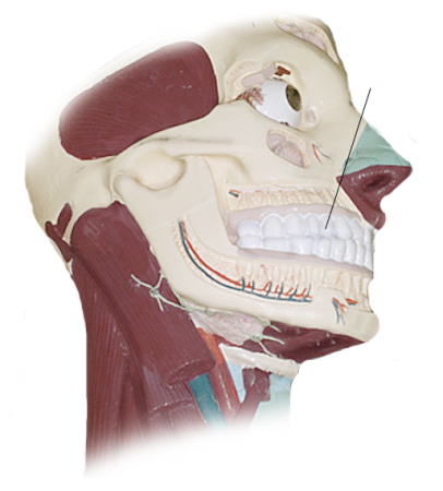 <p><span>Name the structure</span></p>