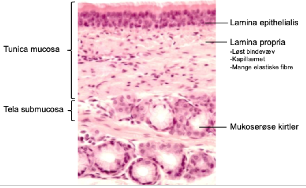 <p>The <strong>trachealis muscle</strong>, a band of smooth muscle.</p>