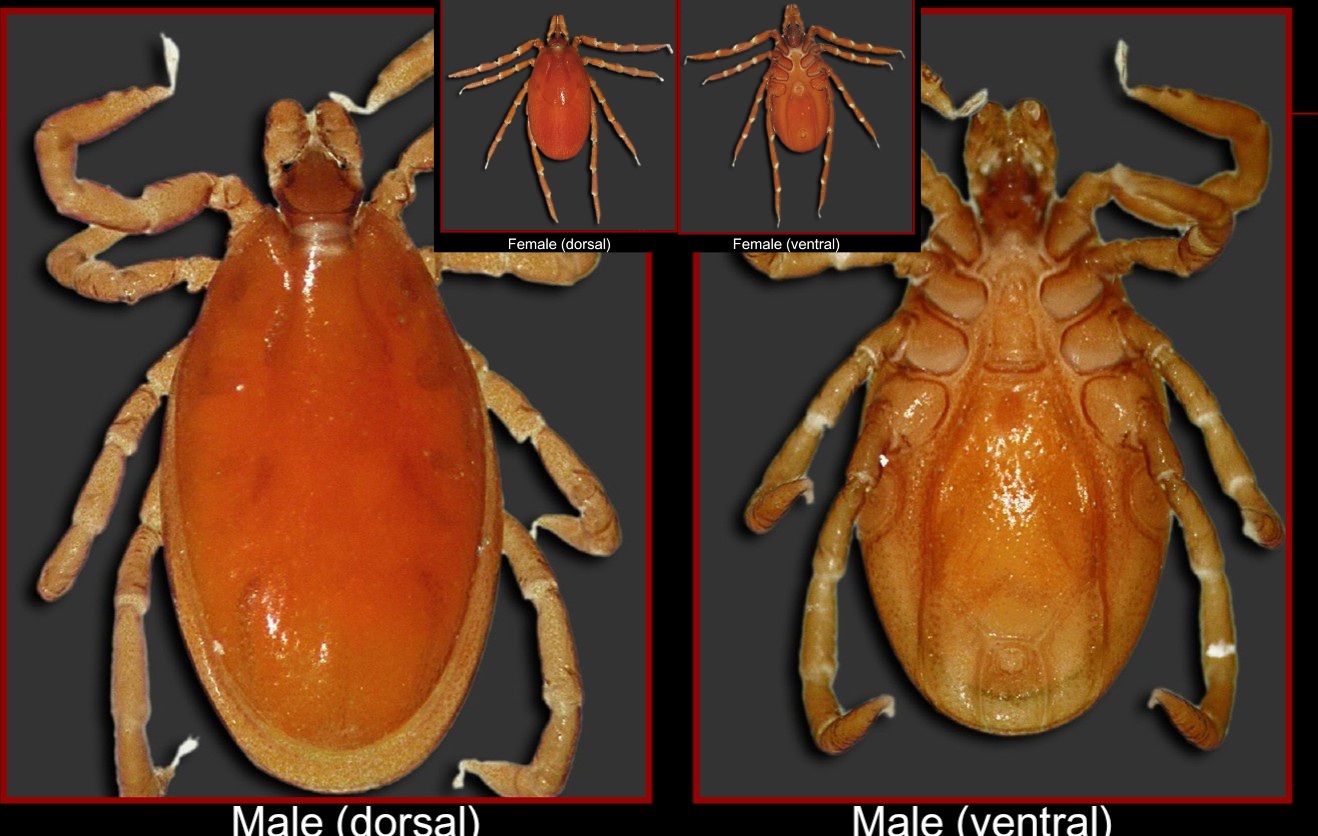 <p>What tick is this?</p>