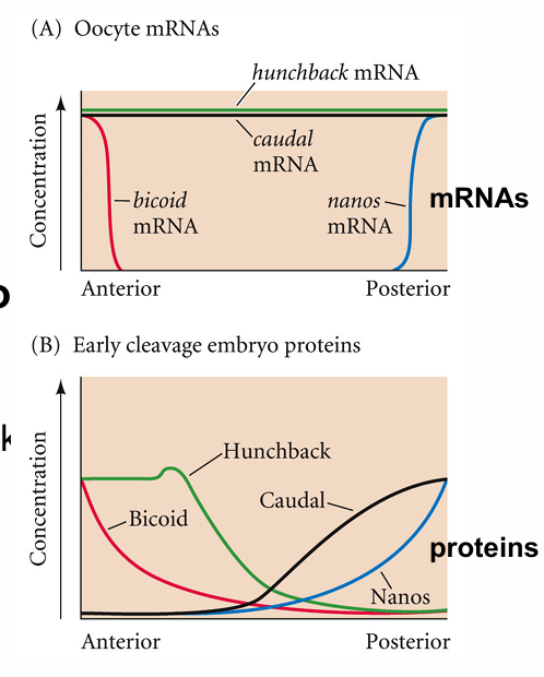 <p>Nanos inhibits hunchback translation in ANTERIOR</p>