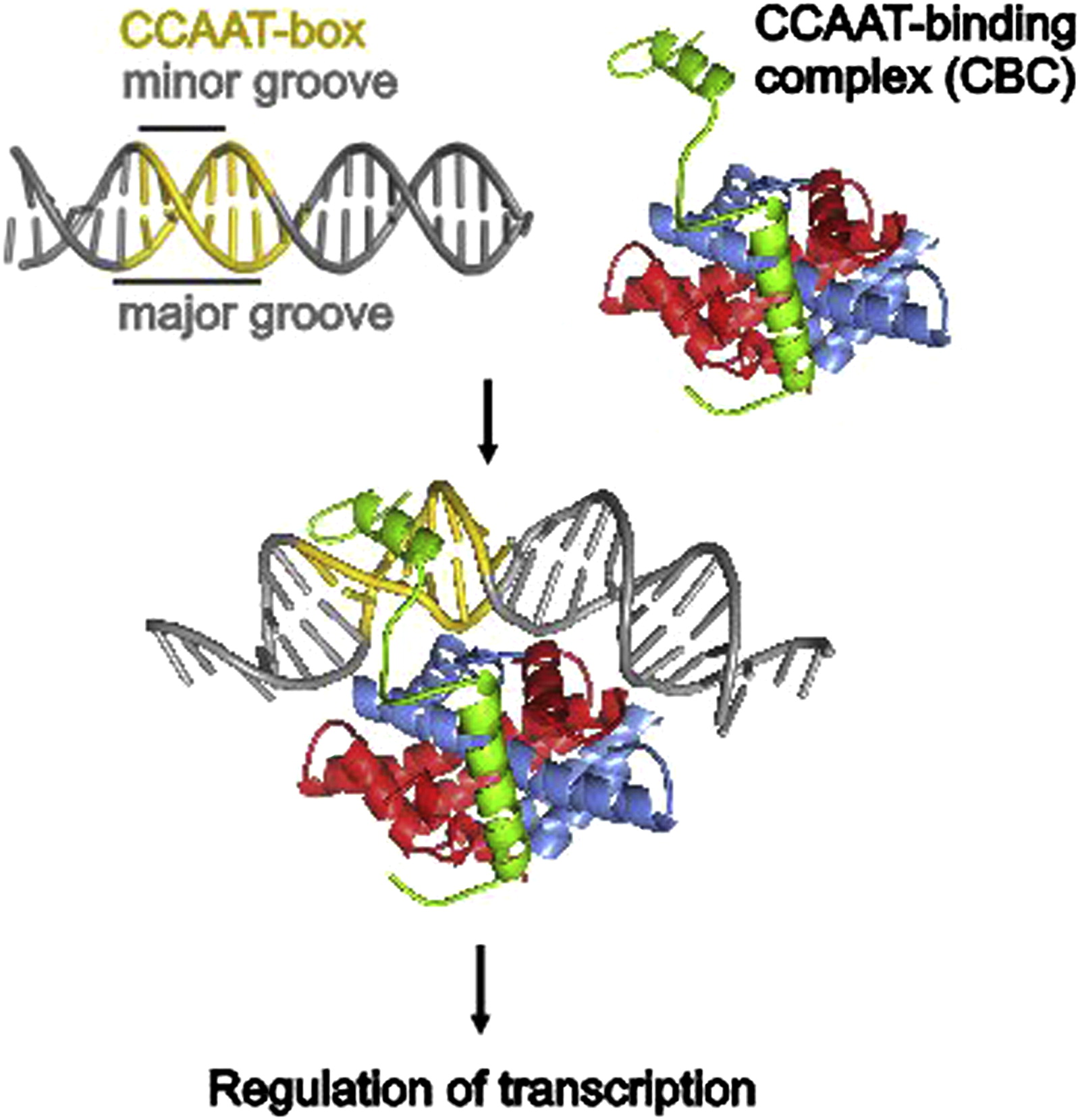 <p>How do transcription factors use DNA binding domains to recognize specific DNA sequences?</p>