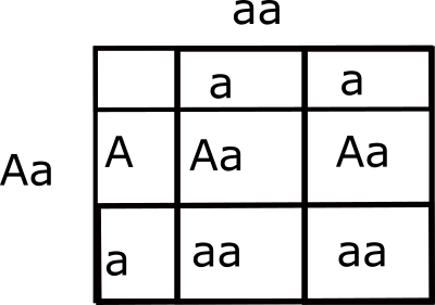 <p>a diagram used to follow and combine parental gene contributions to offspring (and to calculate the probability of certain outcomes).</p>