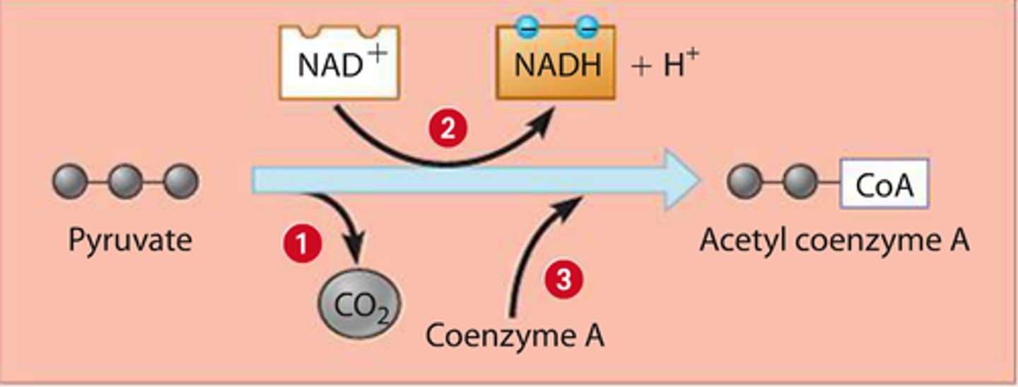 <p>- Pyruvate from glycolysis is transported from cytosol to mitochondrial matrix</p><p>- Pyruvate is decarboxylated (CO2 is produced) to form an acetyl compound that is then attached to coenzyme A / makes acetyl CoA</p><p>- Pyruvate is also oxidized to produce one reduced hydrogen carrier (NADH) -happens to both pyruvates as 2 separate processes</p>