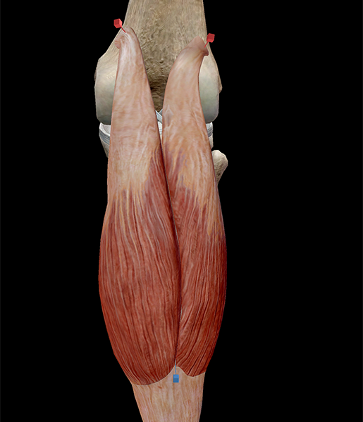 <p>Origin and Insertion?</p>