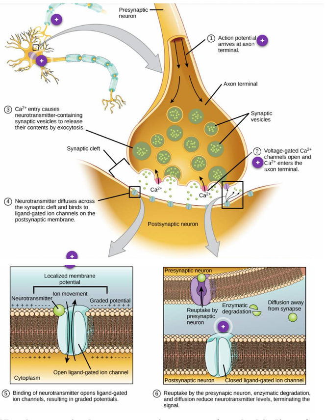 <ol><li><p>AP @ axon terminal → depolarizes pre-synaptic membrane</p></li><li><p>Voltage-gated Ca<sup>2+</sup> channels open</p><ul><li><p>voltage change by AP = channel open &amp; Ca2+ enter</p></li><li><p>on synapse, membrane axon terminal</p></li></ul></li><li><p>Ca<sup>2+</sup> enters cell</p><ul><li><p>trigger biochemical rxn w release neurotransmitter</p></li><li><p>synaptic vesicles fuse w pre-synaptic membrane w exocytosis</p></li></ul></li><li><p>neurotransmitters released from synaptic vesicle → synaptic cleft</p><ol><li><p>bind to receptors on the post-synaptic membrane → diffuse out of synapse down [gradients]</p></li><li><p>break down by enzymes on synaptic cleft→ re-uptake into pre-synaptic cell to be recycled</p></li></ol></li><li><p>neurotransmitters bind = open ligand-gated receptors on post-synaptic membrane</p><ul><li><p>ion channels OR trigger events that open ion channels</p></li><li><p>RESULT → graded potentials</p></li></ul></li><li><p>neurotransmitter bind = receptors de/hyper polarization post-synaptic cell (based on which channel opens)</p></li></ol><p></p>