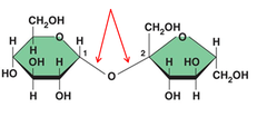 <p>the bond in a carbohydrate is a(n) __________ ______.</p>