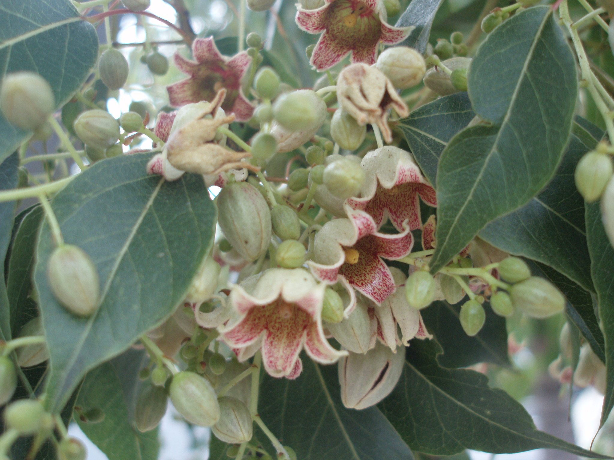 <p>Brachychiton populneus - Bottle Tree</p>