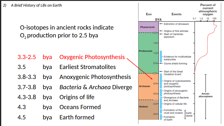 <p>O2 production</p>