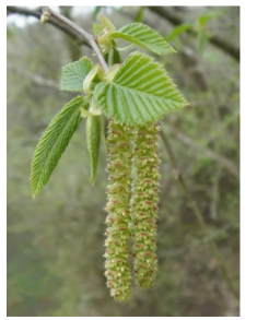 <p>___________ pendulous inflorescence made of sessile, unisexual flowers</p>