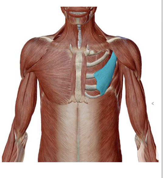 <p>Pectoralis Minor Origin </p>