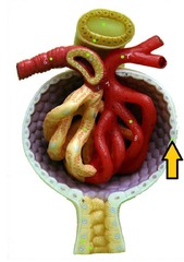 <p>encases the glomerulus and collects the filtrate</p>