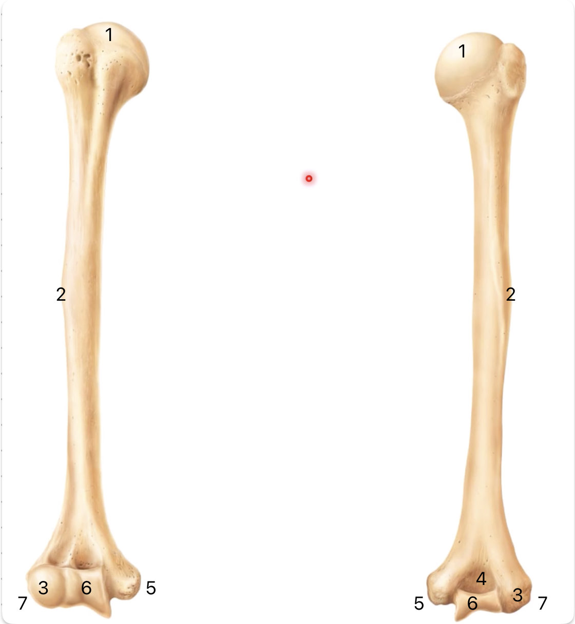 <p>What is the bone and what are the different parts</p>