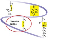 <p>The covalent bond between two sulfur atoms (-SāS-) linking two molecules or remote parts of the same molecule.</p>