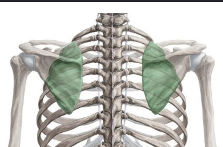 <p>What motions occur at the scapulothoracic joint?</p>
