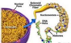 <p>unraveled and long DNA (during interphase)</p>