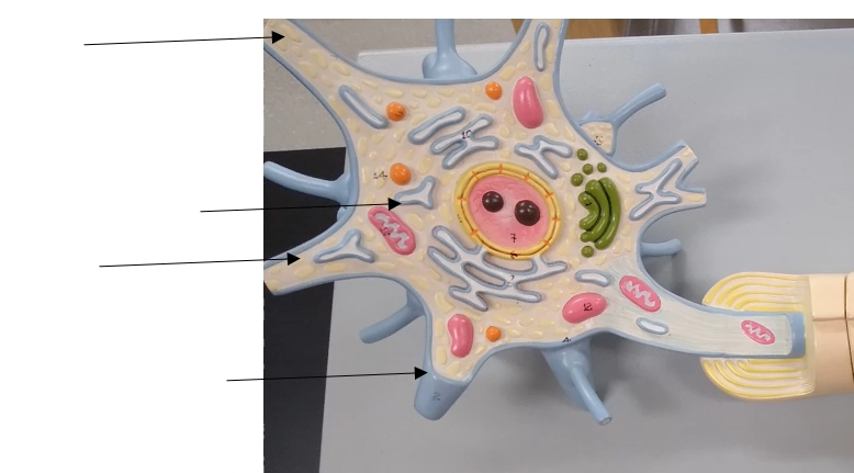 <p>What are the spikey part of the cell body called?</p>
