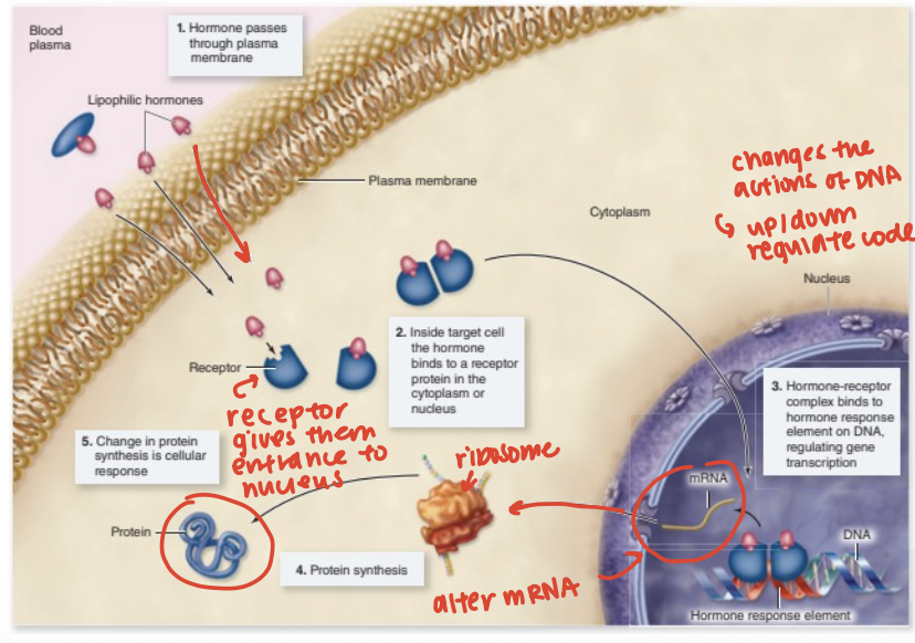 <p>Altering activity of DNA to modify protein synthesis is associated with what hormone </p>