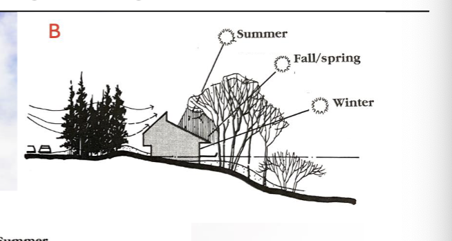 best way to design a house with trees