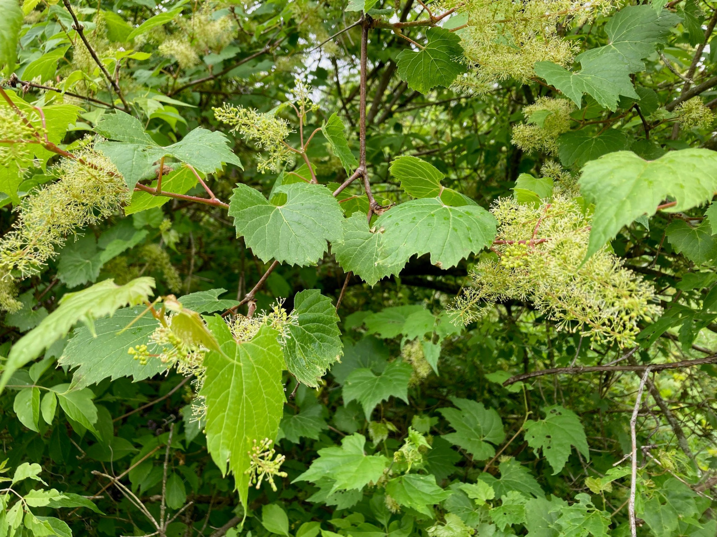 <p>Riverbank grape (zhoomin)</p>