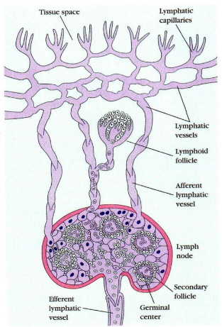 <p>Lymphatic Capillaries</p><p>Lymphatic vessels</p><p>Lymphoid follicle</p><p>Afferent lymphatic vessel</p><p>Secondary follicle</p><p>Germinal center</p><p>Efferent lymphatic vessel</p>