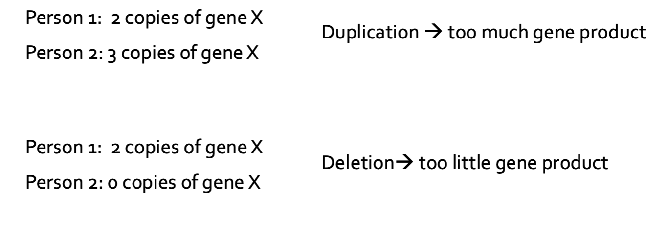 <ul><li><p>Large regions of DNA that are duplicated or deleted</p></li><li><p>Can involve thousands to millions of base pairs</p></li><li><p>Can include entire genes</p></li></ul><p></p>