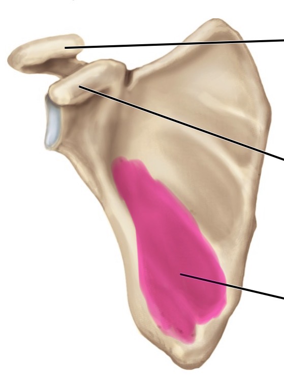 <p>anterior</p>