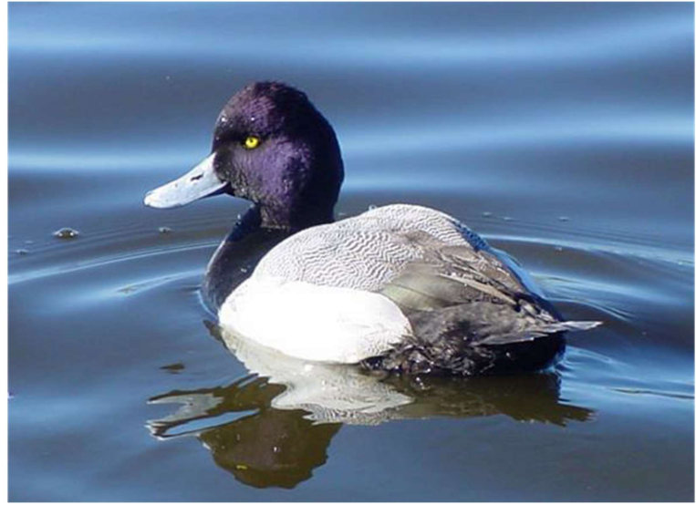 <p>What is the Order, Family, Subfamily and Common name of this vertebrate?</p>