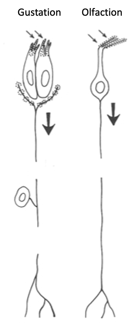 <p>OSNs are both <strong>receptor cells (transduction)</strong> AND <strong>neurons that conduct APs to the CNS</strong> (no separate ganglion cell needed).</p><ul><li><p>Gustatory system has TRCs for transduction + separate gustatory ganglion cells for conduction to CNS</p></li></ul><p></p>