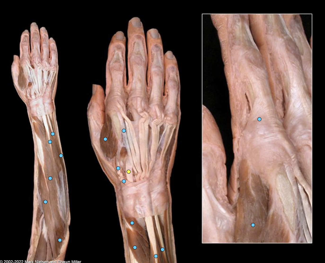 knowt flashcard image