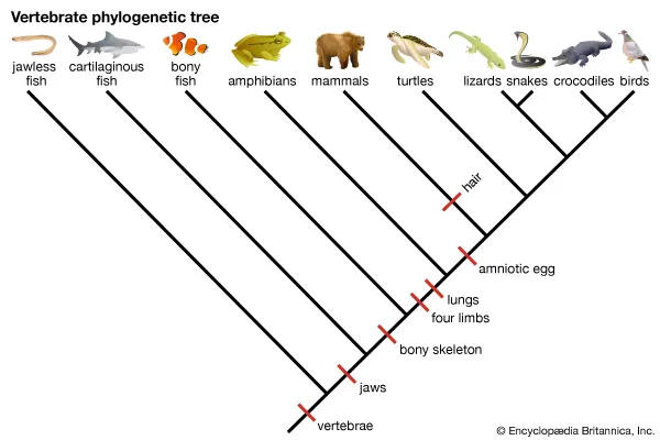 <p>takes evolutionary relationships and makes diagram to see where relationships are</p>