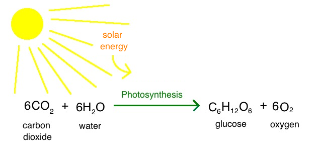 <p>Photosynthesis</p>