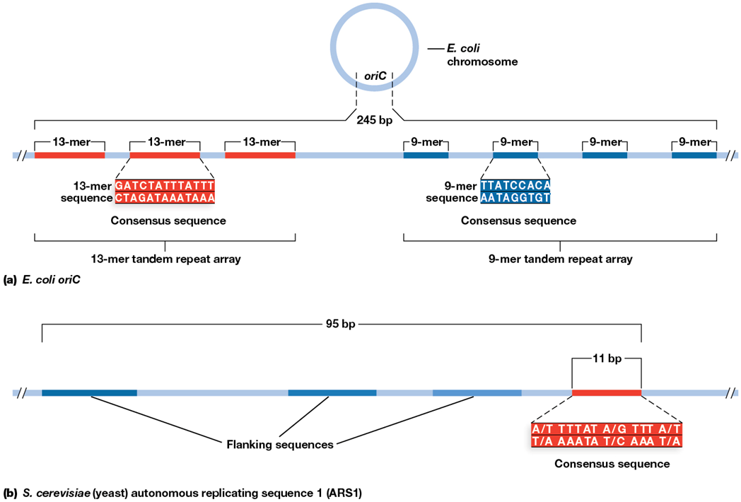 <p>site of DNA replication initiation</p><p>OriC of <em>E. coli</em> is AT rich and about 245 bp in length </p>