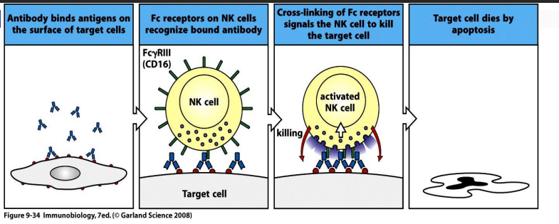<p>a. Ab recognises antigen on infected cell eg virally infected cell </p><p>b. NK cell has receptor for Fc region of IgG </p><p>c. NK cell releases toxic granule contents-- leads to death of target cell</p>