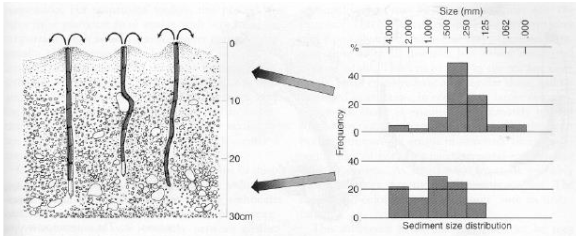 <p>Vertically rework sediments and <strong>change the vertical distribution of particle size</strong></p>