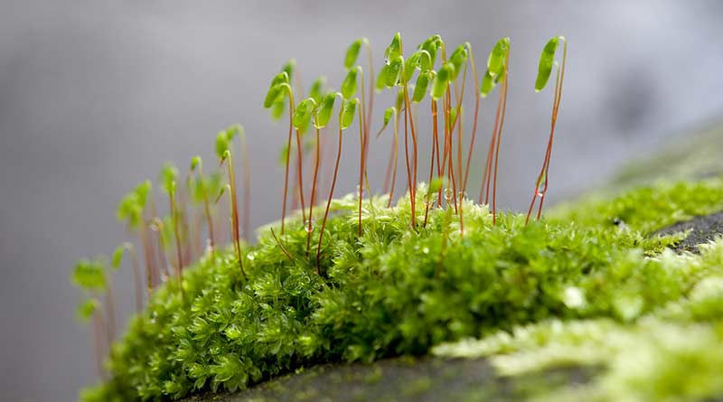 <ul><li><p>A type of non-vascular land plants commonly known as the mosses which along with liverworts and hornworts makes up “bryophytes” </p></li><li><p>Small, flowerless plants that absorb water from their leaves due to lack of true roots or complex vascular tissue</p></li><li><p>The dominant/visible form i the haploid gametophyte and the spore-bearing structures grow directly out of the gametophyte </p></li><li><p>Has these characteristics: flagellated sperm, cuticles, and stomata </p></li><li><p>Lacks: sporophyte leaves, microphyll leaves, megaphyll leaves, xylem/phloem, tracheids, sporophyte dominance, xylem vessels, pollen tube, seeds, and flowers</p></li></ul><p></p>