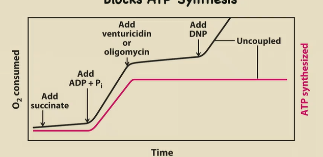 <p>1) Krebs churning, ERC working, ATP synthase working (O2 consumed and ATP shoot up)</p><p>2) These block ATP Synthase. So a proton gradient builds up, ATP production STOPS, and ETC works but very minimally (O2 consumption increasing but slowly)</p><p>3) This is a proton shuttler → levels out the gradient from being super congested in the P side. Allows O2 consumption to spike, but ATP is still not being produced.</p><p></p><p></p>