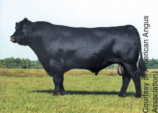 <p>Originated in Scotland; smooth hair coat and polled; black/red in color; high performance in feedlot; high quality carcass</p>