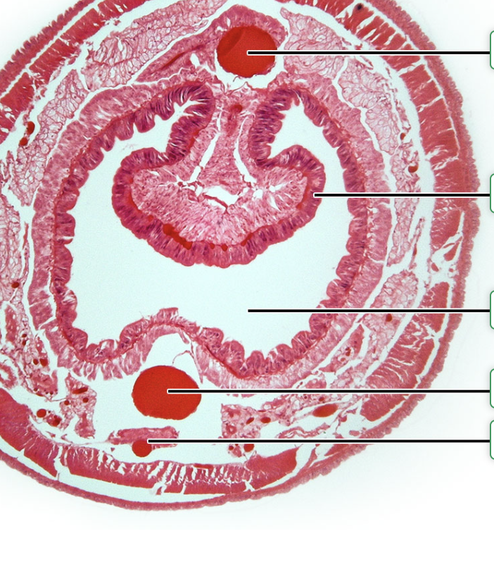 <p>What structures is the top arrow pointing to?</p>
