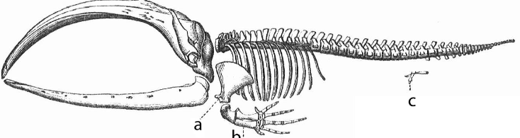 <p>Balaena mysticetus</p>