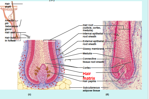 <ul><li><p>Hairs = pili</p></li><li><p>Produced by cells in matrix inside hair follicles</p></li><li><p>Each hair has 2 regions → shaft and root</p><ul><li><p>Shaft → region exposed above the skin</p></li><li><p>Root → region below the skin enclosed by the hair follicle</p></li></ul></li><li><p>Hirsutism = excessive, male pattern hair growth in women</p></li><li><p>Alopecia = hair loss</p></li></ul><p></p>