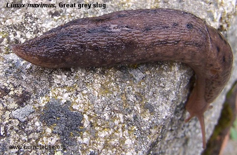 <p>brown and grey speckles</p>