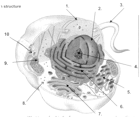 <p>What is structer 4?</p>